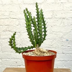Euphorbia Knuthii - 8 Inch Pots -Garden Care Store s753278155256112669 p1325 i2 w2617