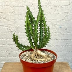 Euphorbia Knuthii - 8 Inch Pots -Garden Care Store s753278155256112669 p1325 i3 w3024