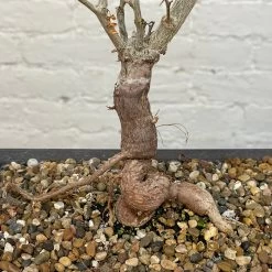 Operculicarya Decaryi Bonsai -Garden Care Store s753278155256112669 p1326 i2 w2956