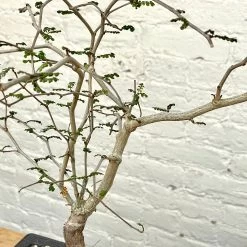 Operculicarya Decaryi Bonsai -Garden Care Store s753278155256112669 p1326 i3 w3024