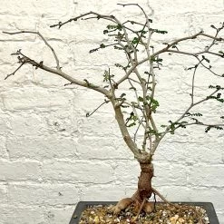 Operculicarya Decaryi Bonsai -Garden Care Store s753278155256112669 p1326 i4 w2551