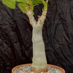 Cyphostemma Juttae Specimen - 8 Inch Pot Tall -Garden Care Store s753278155256112669 p1329 i15 w3024