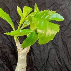 Cyphostemma Juttae Specimen - 8 Inch Pot Tall -Garden Care Store s753278155256112669 p1329 i16 w3024