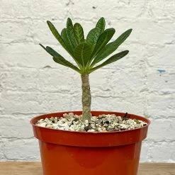 Dorstenia Gigas -Garden Care Store s753278155256112669 p1358 i2 w2401