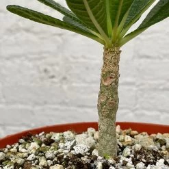 Dorstenia Gigas -Garden Care Store s753278155256112669 p1358 i4 w3024