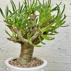 Tylecodon Paniculatus V. Dinterii -Garden Care Store s753278155256112669 p1368 i7 w2878