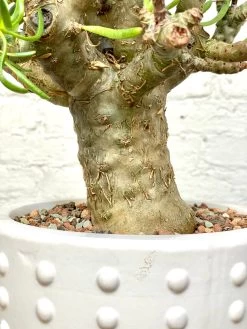 Tylecodon Paniculatus V. Dinterii -Garden Care Store s753278155256112669 p1368 i8 w3024