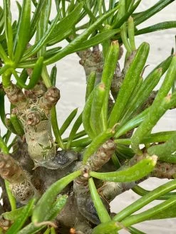 Tylecodon Paniculatus V. Dinterii -Garden Care Store s753278155256112669 p1368 i9 w3024