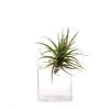 Glass Cube Vase Hudson 3 By CHIVE