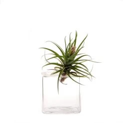 Glass Cube Vase Hudson 3 By CHIVE