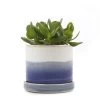 Chive - 3 Inch Minute Planter Pot & Saucer - Blue Base