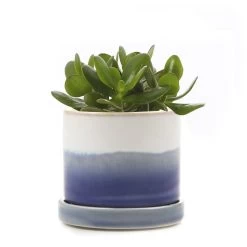 Chive - 3 Inch Minute Planter Pot & Saucer - Blue Base
