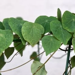 Stephania Venosa XL -Garden Care Store s753278155256112669 p1394 i3 w3421