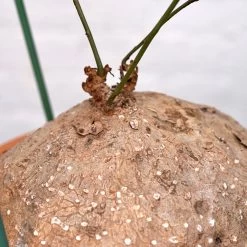 Stephania Venosa XL -Garden Care Store s753278155256112669 p1394 i4 w4000