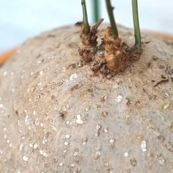 Stephania Venosa XL -Garden Care Store s753278155256112669 p1394 i5 w4000