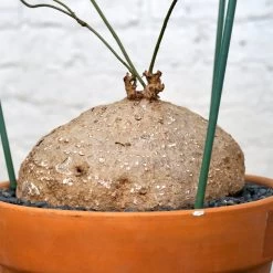 Stephania Venosa XL -Garden Care Store s753278155256112669 p1394 i6 w3995