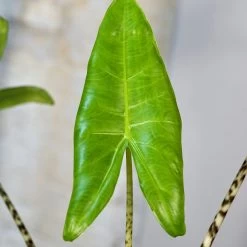 Alocasia Zebrina