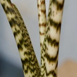 Alocasia Zebrina -Garden Care Store s753278155256112669 p1413 i3 w3634