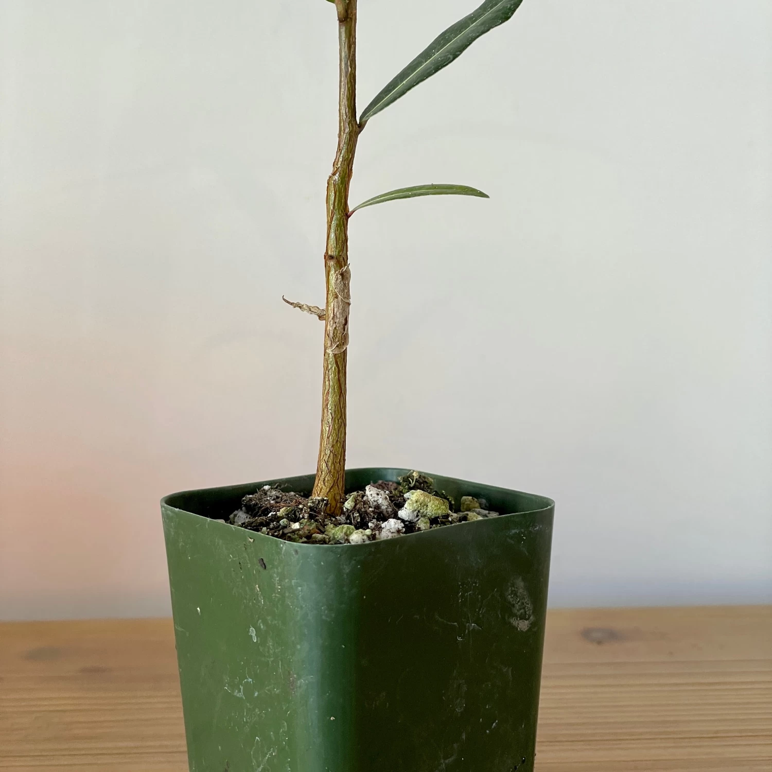 Brachychiton Rupestris - Queensland Bottle Tree 3 Brachychiton Rupestris - Queensland Bottle Tree - Image 3
