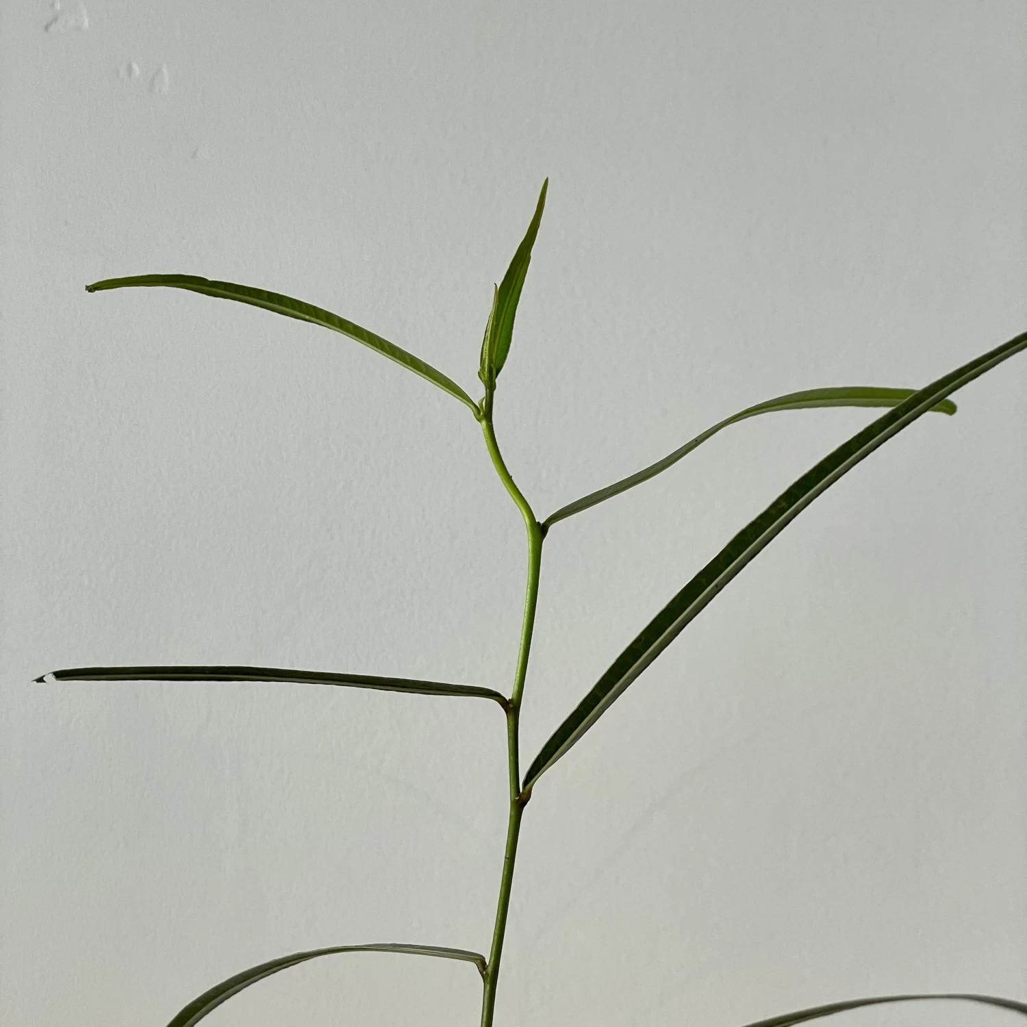 Brachychiton Rupestris - Queensland Bottle Tree 2 Brachychiton Rupestris - Queensland Bottle Tree - Image 2