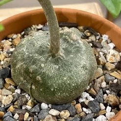 Gerrardanthus Macrorhizus -Garden Care Store s753278155256112669 p145 i3 w3024