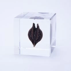 Sola Cube Tiger's Claw