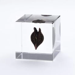 Sola Cube Tiger's Claw -Garden Care Store s753278155256112669 p1463 i4 w800