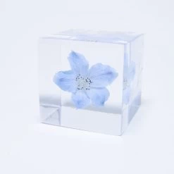 Sola Cube Siberian Larkspur -Garden Care Store s753278155256112669 p1465 i4 w1000