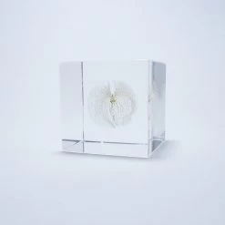 Sola Cube Apple Of Peru