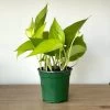 Neon Pothos
