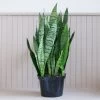 Sansevieria Zeylanica
