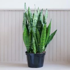 Sansevieria Zeylanica -Garden Care Store s753278155256112669 p1498 i4 w1949