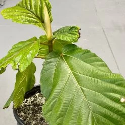 Ficus Dammaropsis -Garden Care Store s753278155256112669 p1516 i3 w2736