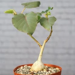 Ficus Petiolaris 9 Ficus Petiolaris -Garden Care Store s753278155256112669 p1520 i3 w3866