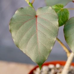 Ficus Petiolaris 10 Ficus Petiolaris -Garden Care Store s753278155256112669 p1520 i4 w4000