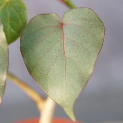 Ficus Petiolaris 11 Ficus Petiolaris -Garden Care Store s753278155256112669 p1520 i5 w4000