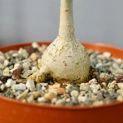 Ficus Petiolaris 12 Ficus Petiolaris -Garden Care Store s753278155256112669 p1520 i6 w3995