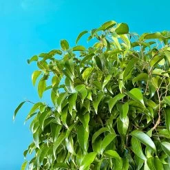 Ficus Amstel King -Garden Care Store s753278155256112669 p1527 i2 w3024