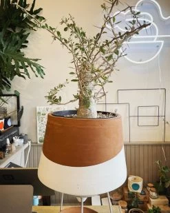 Large Boojum Fouquieria Columnaris - 8 Inch Pot