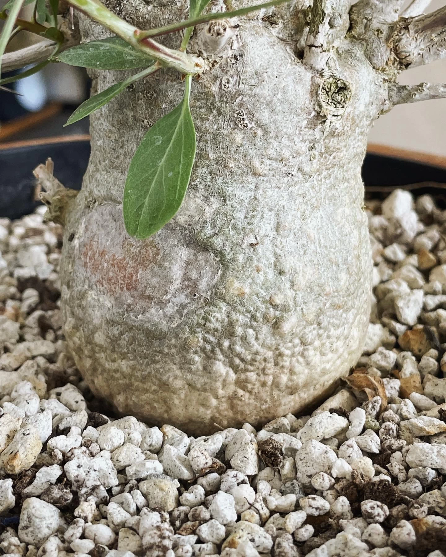 Large Boojum Fouquieria Columnaris - 8 Inch Pot 2 Large Boojum Fouquieria Columnaris - 8 Inch Pot - Image 2