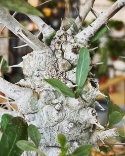 Large Boojum Fouquieria Columnaris - 8 Inch Pot 10 Large Boojum Fouquieria Columnaris - 8 Inch Pot -Garden Care Store s753278155256112669 p1538 i3 w1440