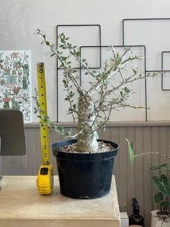 Large Boojum Fouquieria Columnaris - 8 Inch Pot 11 Large Boojum Fouquieria Columnaris - 8 Inch Pot -Garden Care Store s753278155256112669 p1538 i4 w3024