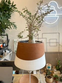 Large Boojum Fouquieria Columnaris - 8 Inch Pot 12 Large Boojum Fouquieria Columnaris - 8 Inch Pot -Garden Care Store s753278155256112669 p1538 i5 w3024