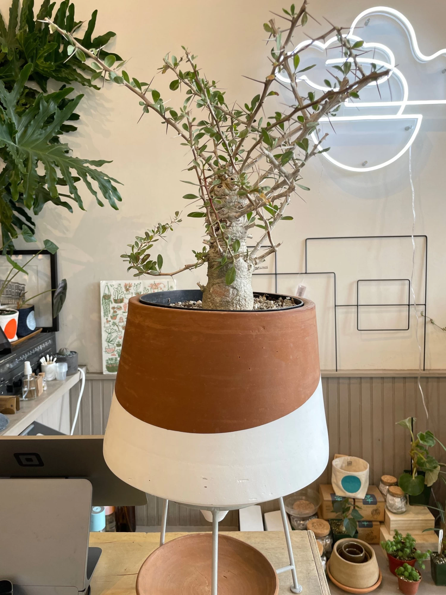 Large Boojum Fouquieria Columnaris - 8 Inch Pot 5 Large Boojum Fouquieria Columnaris - 8 Inch Pot - Image 5