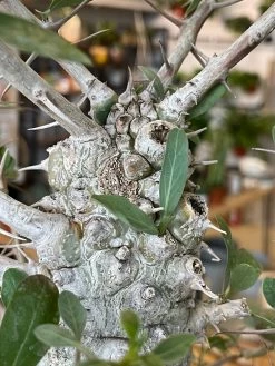 Large Boojum Fouquieria Columnaris - 8 Inch Pot 13 Large Boojum Fouquieria Columnaris - 8 Inch Pot -Garden Care Store s753278155256112669 p1538 i6 w3024