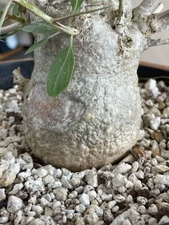 Large Boojum Fouquieria Columnaris - 8 Inch Pot 14 Large Boojum Fouquieria Columnaris - 8 Inch Pot -Garden Care Store s753278155256112669 p1538 i7 w3024