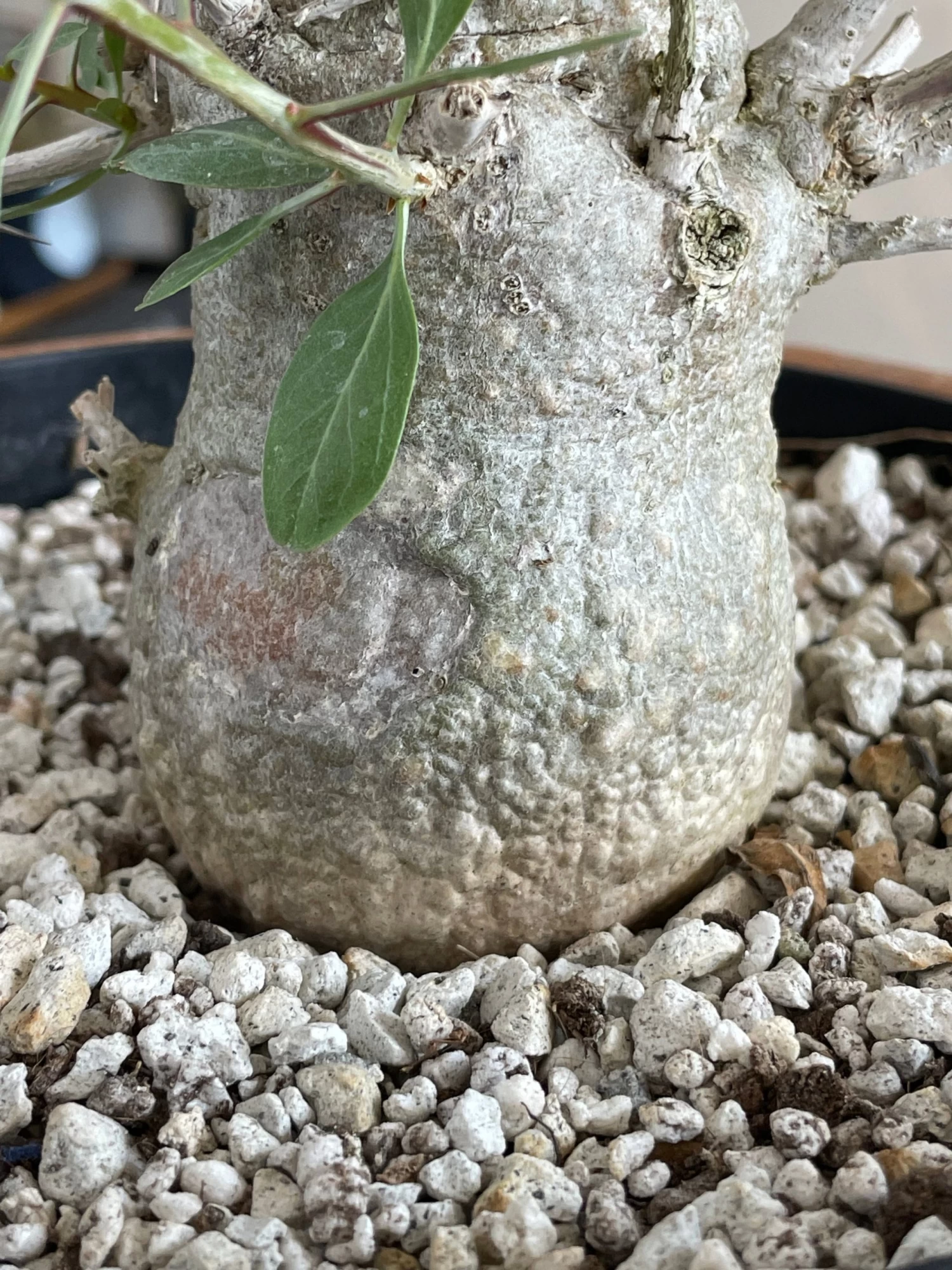 Large Boojum Fouquieria Columnaris - 8 Inch Pot 7 Large Boojum Fouquieria Columnaris - 8 Inch Pot - Image 7