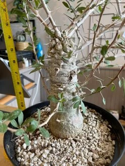 Large Boojum Fouquieria Columnaris - 8 Inch Pot 15 Large Boojum Fouquieria Columnaris - 8 Inch Pot -Garden Care Store s753278155256112669 p1538 i8 w3024