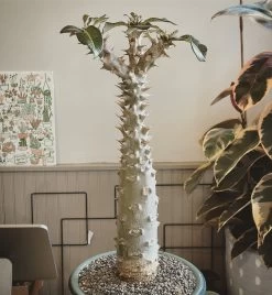 Large Pachypodium Baronii