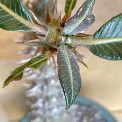 Large Pachypodium Baronii -Garden Care Store s753278155256112669 p1545 i3 w3024